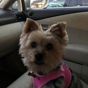 Meet your Posher, Amy